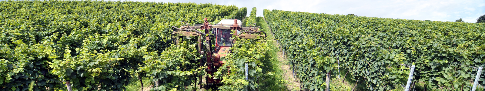 Traktor fährt zwischen den Rebzeilen © Dienstleistungszentren Ländlicher Raum